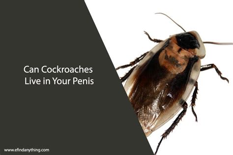 can cockroaches live in your penis